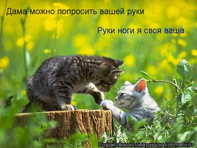 Котоматрица: Дама можно попросить вашей руки Руки ноги я свся ваша