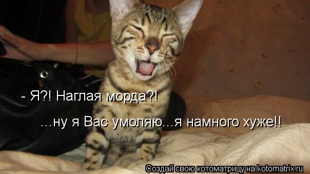 - Я?! Наглая морда?! - Я?! Наглая морда?! ...ну я Вас умоляю...я намного хуже!!... Котоматрица: - Я?! Наглая морда?! - Я?! Наглая морда?! ...ну я Вас умоляю...я намного хуже!!