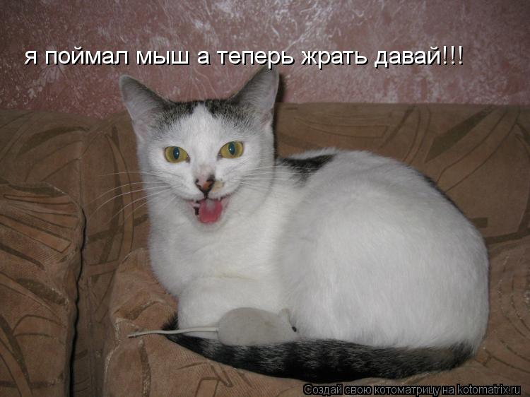 я поймал мыш а теперь жрать давай!!!... Котоматрица: я поймал мыш а теперь жрать давай!!!