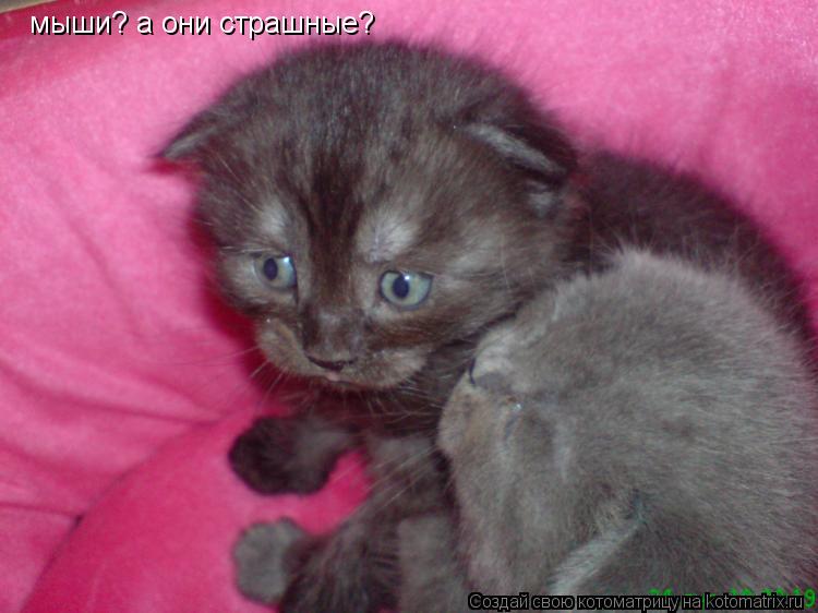 мыши? а они страшные?... Котоматрица: мыши? а они страшные?
