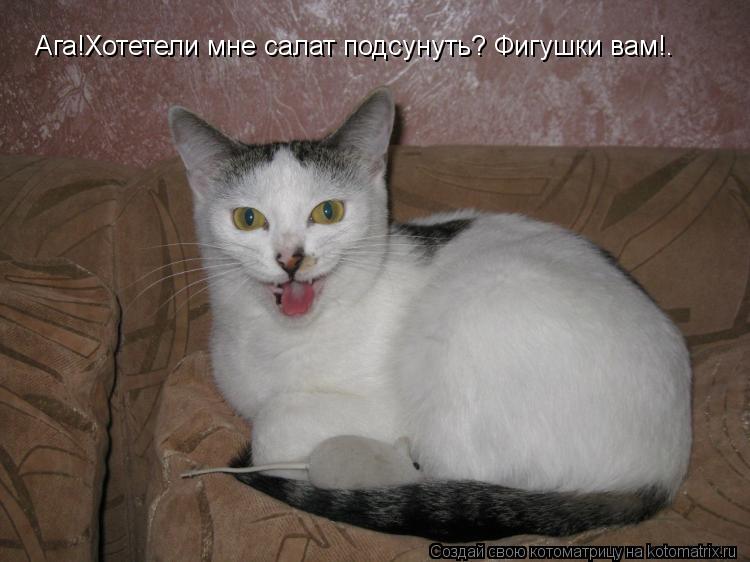 Ага!Хотетели мне салат подсунуть? Фигушки вам!™... Котоматрица: Ага!Хотетели мне салат подсунуть? Фигушки вам!™