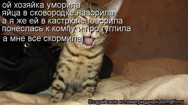 ой хозяйка уморила яйца в сковородке наворила а я же ей в кастрюле говорила понеслась к компу и про г... Котоматрица: ой хозяйка уморила яйца в сковородке наворила а я же ей в кастрюле говорила понеслась к компу и про гуглила а мне все скормила!