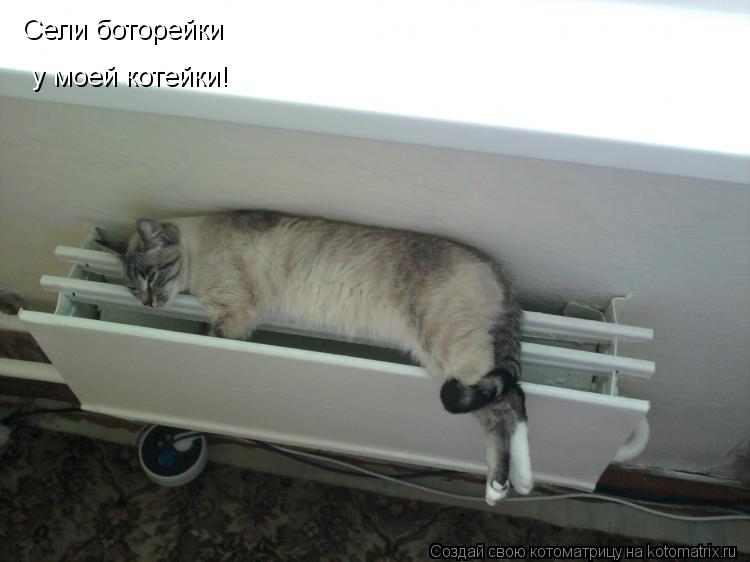 Сели боторейки Сели боторейки у моей котейки!... Котоматрица: Сели боторейки Сели боторейки у моей котейки!