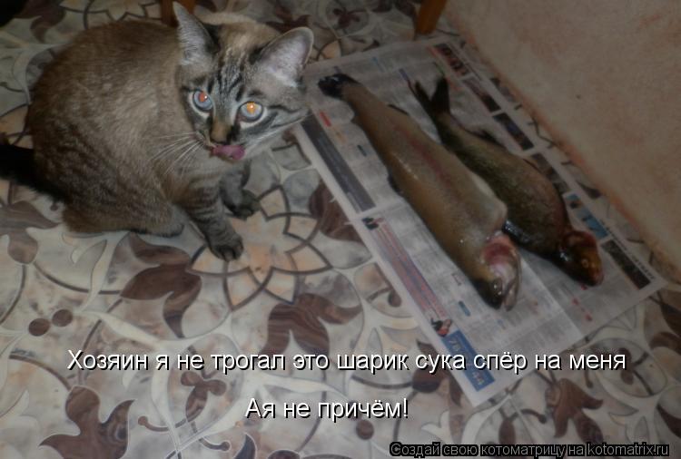 Хозяин я не трогал это шарик сука спёр на меня Ая не причём!... Котоматрица: Хозяин я не трогал это шарик сука спёр на меня Ая не причём!