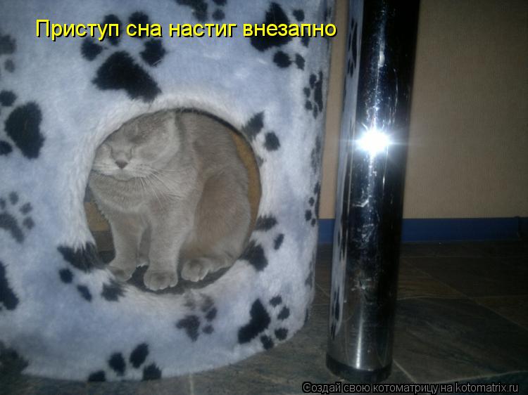 Приступ сна настиг внезапно... Котоматрица: Приступ сна настиг внезапно