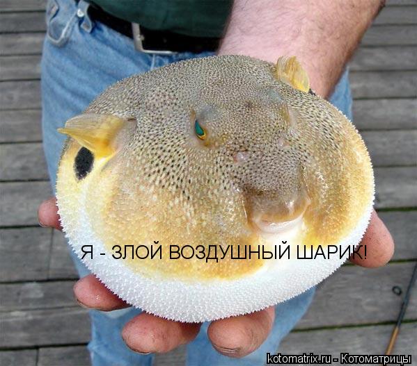 Я - ЗЛОЙ ВОЗДУШНЫЙ ШАРИК!... Котоматрица: Я - ЗЛОЙ ВОЗДУШНЫЙ ШАРИК!