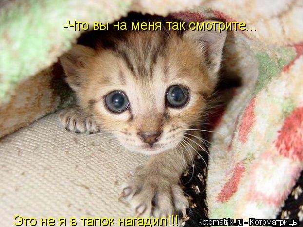 -Что вы на меня так смотрите... Это не я в тапок нагадил!!! Это не я в тапок нагадил!!!... Котоматрица: -Что вы на меня так смотрите... Это не я в тапок нагадил!!! Это не я в тапок нагадил!!!