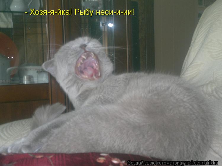- Хозя-я-йка! Рыбу неси-и-ии!... Котоматрица: - Хозя-я-йка! Рыбу неси-и-ии!