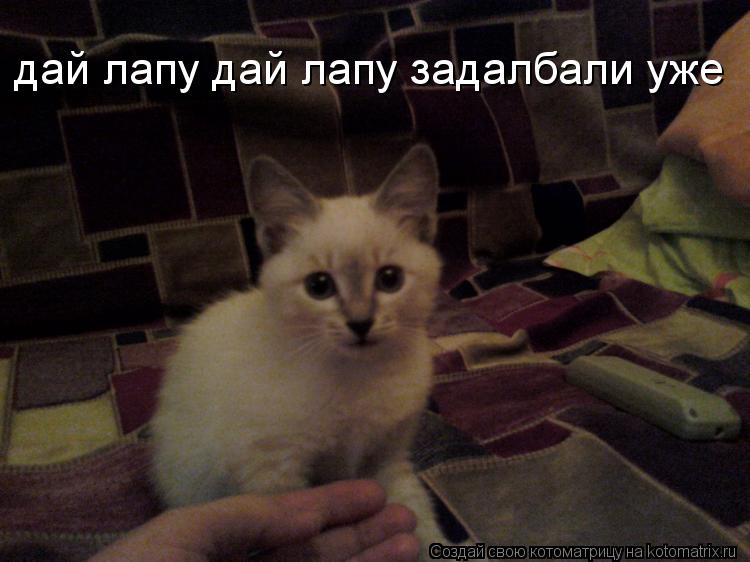 дай лапу дай лапу задалбали уже... Котоматрица: дай лапу дай лапу задалбали уже