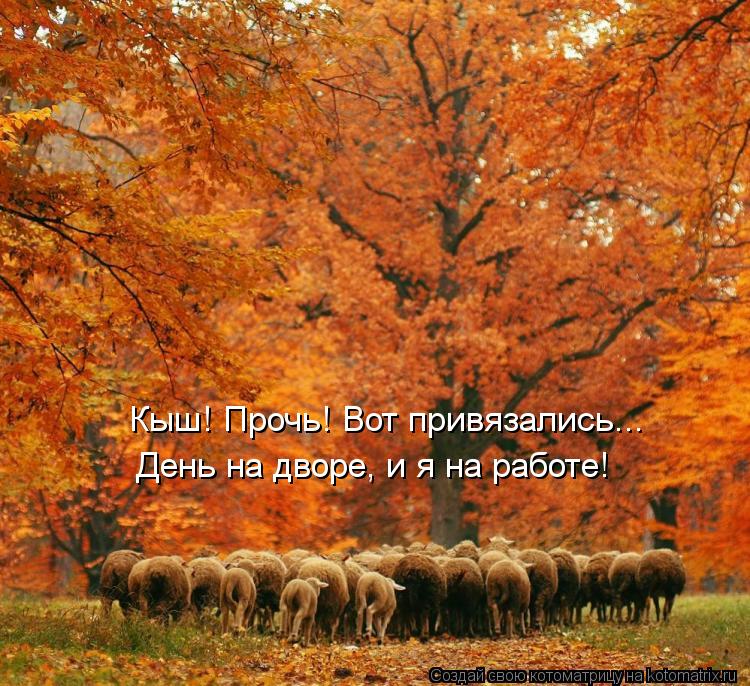 Кыш! Прочь! Вот привязались... День на дворе, и я на работе!... Котоматрица: Кыш! Прочь! Вот привязались... День на дворе, и я на работе!