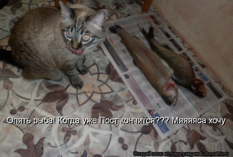 Опять рыба! Когда уже Пост кончится??? Мяяяяса хочу Опять рыба! Когда уже Пост кончится??? Мяяяяса хо... Котоматрица: Опять рыба! Когда уже Пост кончится??? Мяяяяса хочу Опять рыба! Когда уже Пост кончится??? Мяяяяса хочу Опять рыба! Когда уже Пост кончится??? М