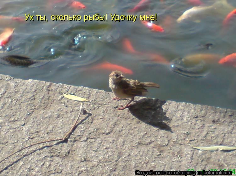 Ух ты, сколько рыбы! Удочку мне!... Котоматрица: Ух ты, сколько рыбы! Удочку мне!