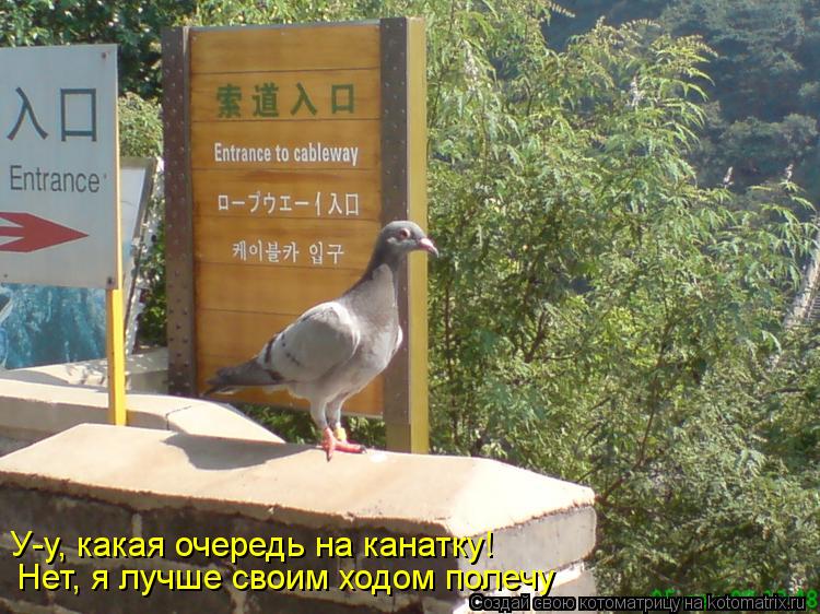 У-у, какая очередь на канатку! Нет, я лучше своим ходом полечу... Котоматрица: У-у, какая очередь на канатку! Нет, я лучше своим ходом полечу