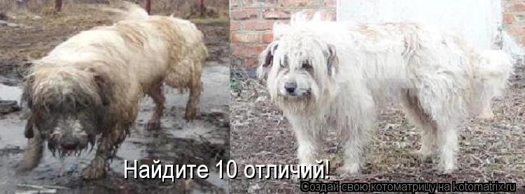 Найдите 10 отличий!... Котоматрица: Найдите 10 отличий!