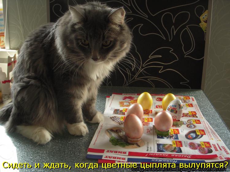 Сидеть и ждать, когда цветные цыплята вылупятся?... Котоматрица: Сидеть и ждать, когда цветные цыплята вылупятся?