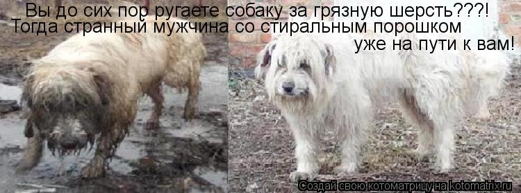 Вы до сих пор ругаете собаку за грязную шерсть???! Тогда странный мужчина со стиральным порошком уже... Котоматрица: Вы до сих пор ругаете собаку за грязную шерсть???! Тогда странный мужчина со стиральным порошком уже на пути к вам!