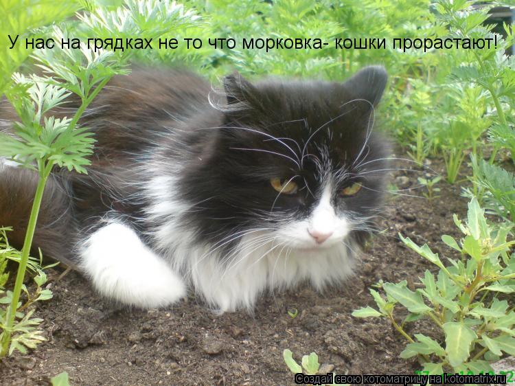 У нас на грядках не то что морковка- кошки прорастают!... Котоматрица: У нас на грядках не то что морковка- кошки прорастают!