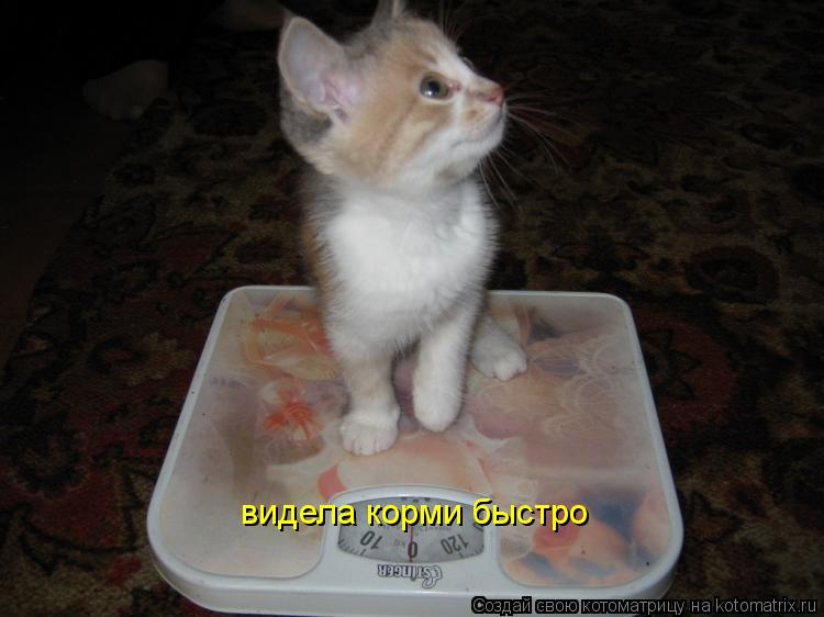 видела корми быстро... Котоматрица: видела корми быстро