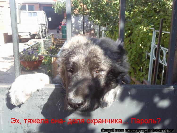 Эх, тяжела она- доля охранника... Пароль?... Котоматрица: Эх, тяжела она- доля охранника... Пароль?