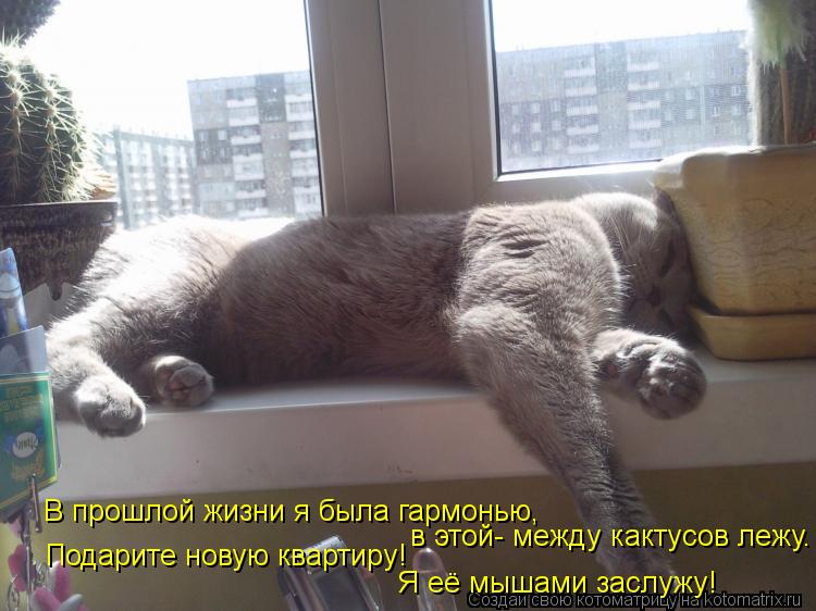 В прошлой жизни я была гармонью, в этой- между кактусов лежу. Подарите новую квартиру! Я её мышами за... Котоматрица: В прошлой жизни я была гармонью, в этой- между кактусов лежу. Подарите новую квартиру! Я её мышами заслужу!