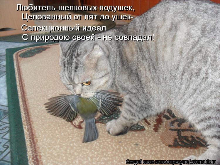 Любитель шелковых подушек, Целованный от пят до ушек- Селекционный идеал С природою своей - не совлад... Котоматрица: Любитель шелковых подушек, Целованный от пят до ушек- Селекционный идеал С природою своей - не совладал!