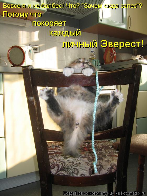Вовсе я и не балбес! Что? "Зачем сюда залез"? Потому что покоряет каждый личный Эверест!... Котоматрица: Вовсе я и не балбес! Что? "Зачем сюда залез"? Потому что покоряет каждый личный Эверест!