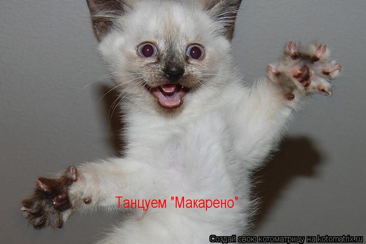 Танцуем "Макарено"... Котоматрица: Танцуем "Макарено"