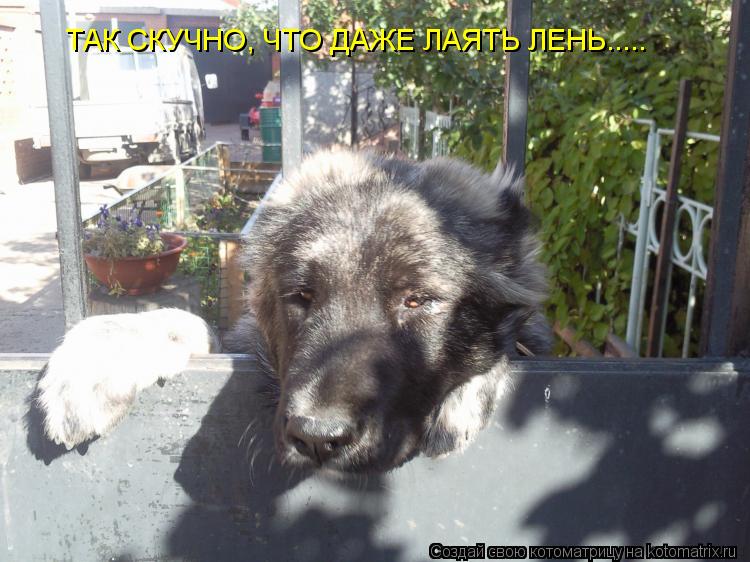 ТАК СКУЧНО, ЧТО ДАЖЕ ЛАЯТЬ ЛЕНЬ........ Котоматрица: ТАК СКУЧНО, ЧТО ДАЖЕ ЛАЯТЬ ЛЕНЬ.....