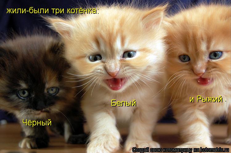 жили-были три котёнка: Чёрный Белый и Рыжий .... Котоматрица: жили-были три котёнка: Чёрный Белый и Рыжий .