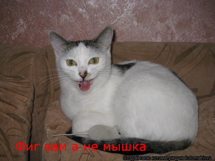 Фиг вам а не мышка... Котоматрица: Фиг вам а не мышка