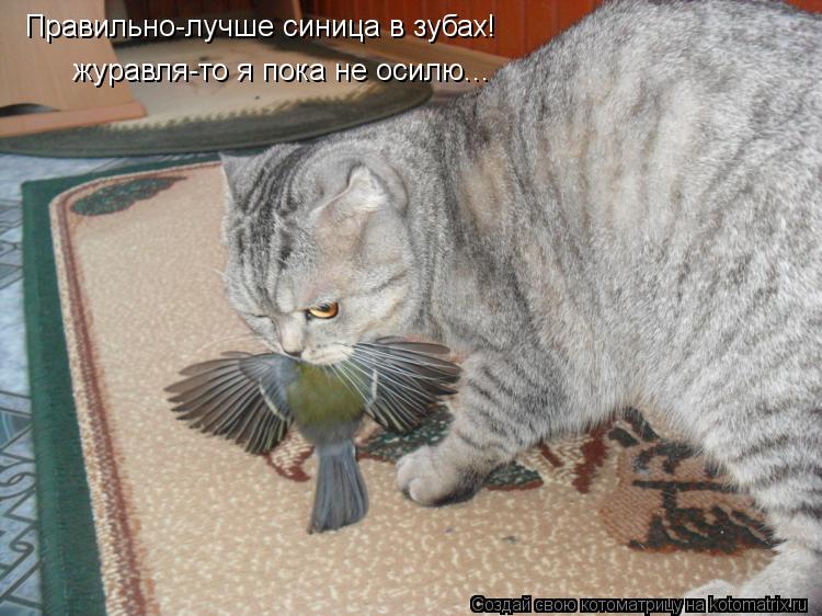 Котоматрица: Правильно-лучше синица в зубах! журавля-то я пока не осилю...
