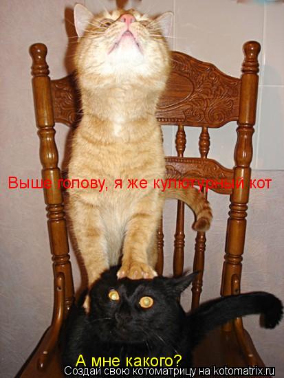 Выше голову, я же кулютурный кот А мне какого?... Котоматрица: Выше голову, я же кулютурный кот А мне какого?