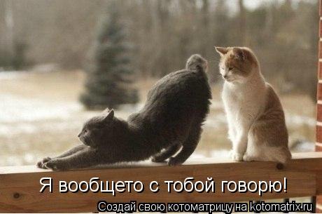 Я вообщето с тобой говорю!... Котоматрица: Я вообщето с тобой говорю!