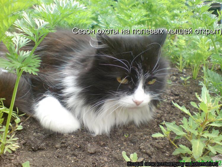 Сезон охоты на полевых мышей открыт))... Котоматрица: Сезон охоты на полевых мышей открыт))