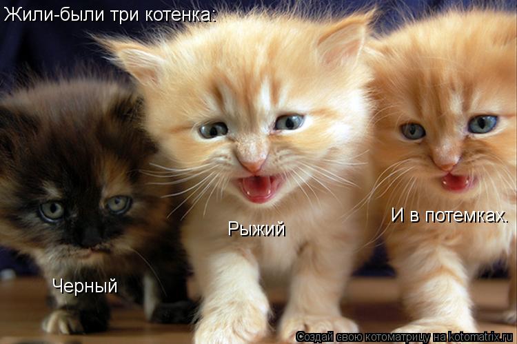 Жили-были три котенка: Черный Рыжий И в потемках.... Котоматрица: Жили-были три котенка: Черный Рыжий И в потемках.