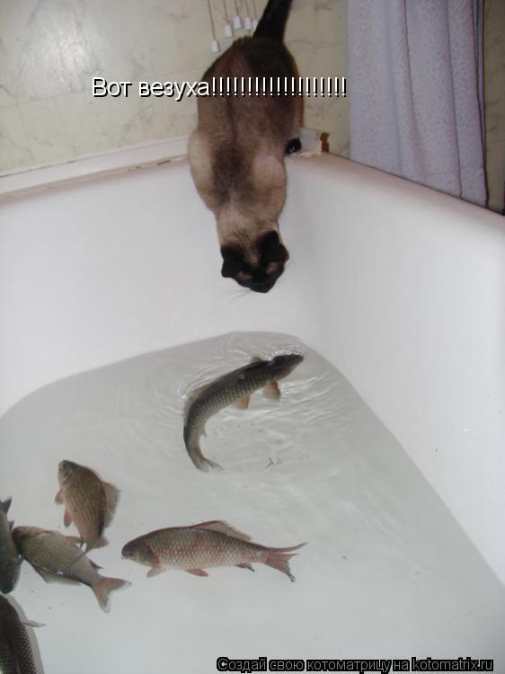 Вот везуха!!!!!!!!!!!!!!!!!!!... Котоматрица: Вот везуха!!!!!!!!!!!!!!!!!!!