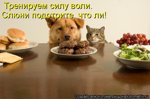 Тренируем силу воли. Слюни подотрите, что ли!... Котоматрица: Тренируем силу воли. Слюни подотрите, что ли!