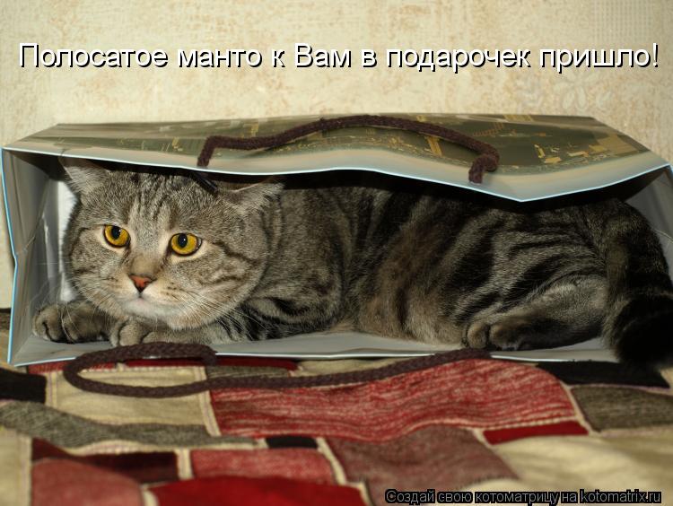 Полосатое манто к Вам в подарочек пришло!... Котоматрица: Полосатое манто к Вам в подарочек пришло!