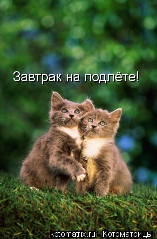 Завтрак на подлёте!... Котоматрица: Завтрак на подлёте!