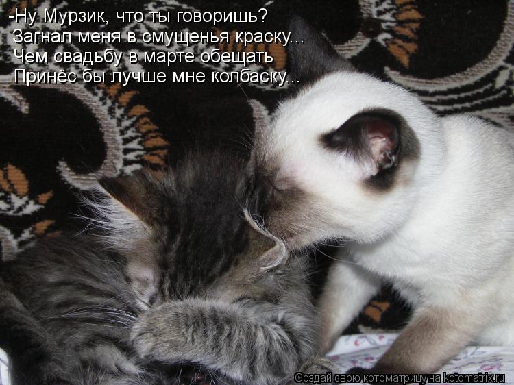 -Ну Мурзик, что ты говоришь? Загнал меня в смущенья краску... Чем свадьбу в марте обещать Принёс бы л... Котоматрица: -Ну Мурзик, что ты говоришь? Загнал меня в смущенья краску... Чем свадьбу в марте обещать Принёс бы лучше мне колбаску...