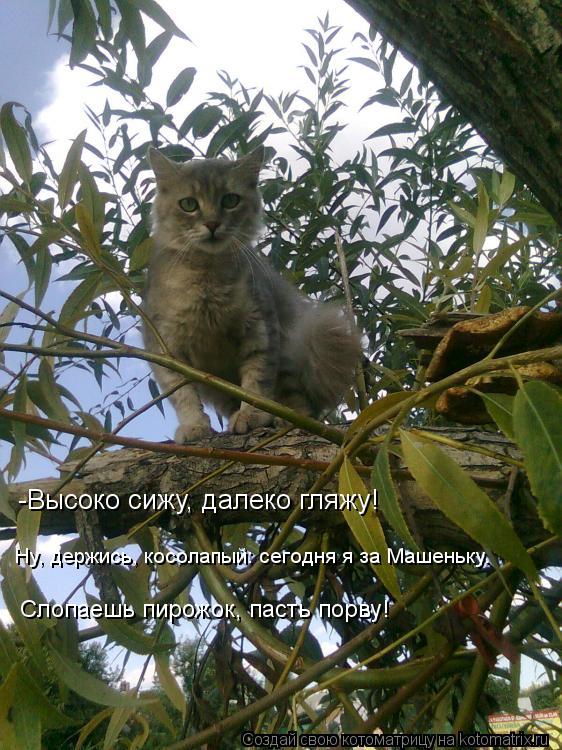 -Высоко сижу, далеко гляжу! Ну, держись, косолапый: сегодня я за Машеньку. Слопаешь пирожок, пасть по... Котоматрица: -Высоко сижу, далеко гляжу! Ну, держись, косолапый: сегодня я за Машеньку. Слопаешь пирожок, пасть порву!