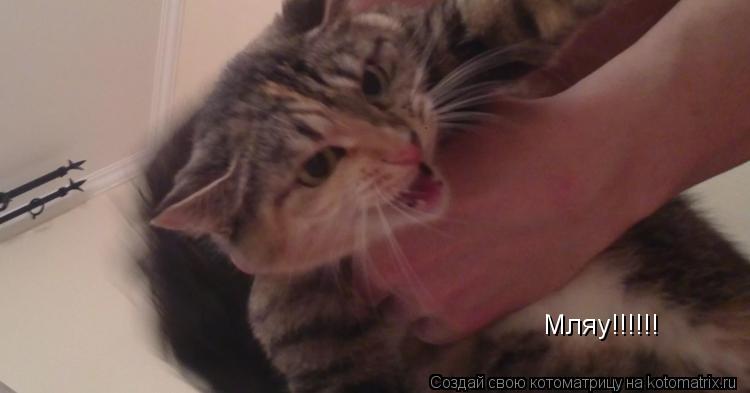 Мляу!!!!!!... Котоматрица: Мляу!!!!!!
