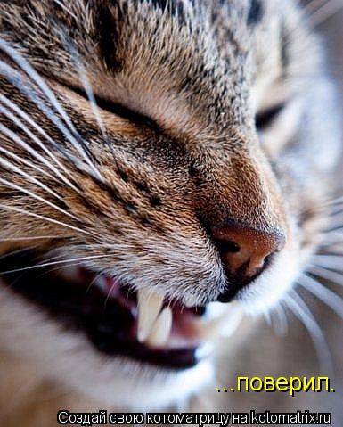 ...поверил.... Котоматрица: ...поверил.
