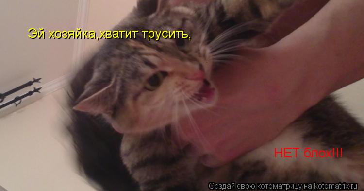 Эй хозяйка, хватит трусить, НЕТ блох!!!... Котоматрица: Эй хозяйка, хватит трусить, НЕТ блох!!!