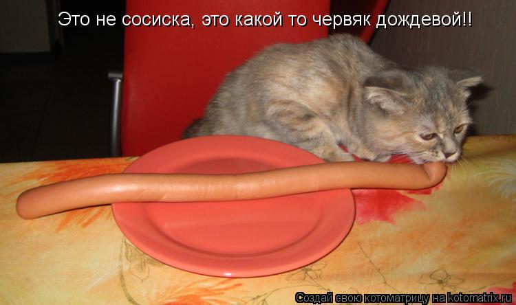 Это не сосиска, это какой то червяк дождевой!!... Котоматрица: Это не сосиска, это какой то червяк дождевой!!