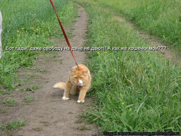 Вот гады, даже свободу на даче не дают!! А как же кошечки мои???... Котоматрица: Вот гады, даже свободу на даче не дают!! А как же кошечки мои???