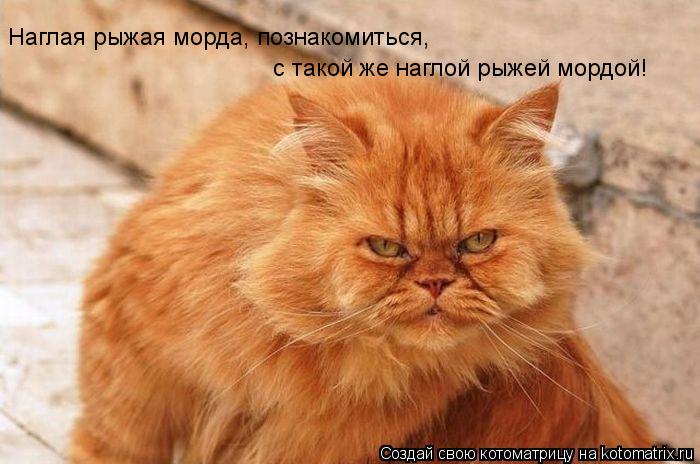 Наглая рыжая морда, познакомиться, с такой же наглой рыжей мордой!... Котоматрица: Наглая рыжая морда, познакомиться, с такой же наглой рыжей мордой!