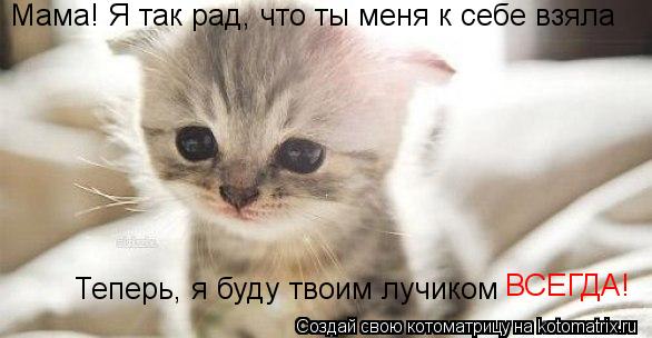 Мама! Я так рад, что ты меня к себе взяла Теперь, я буду твоим лучиком ВСЕГДА!... Котоматрица: Мама! Я так рад, что ты меня к себе взяла Теперь, я буду твоим лучиком ВСЕГДА!