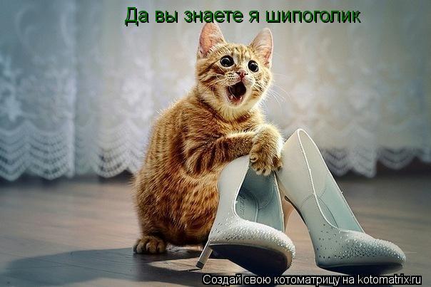 Да вы знаете я шипоголик... Котоматрица: Да вы знаете я шипоголик