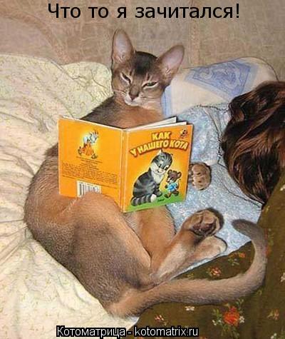 Что то я зачитался!... Котоматрица: Что то я зачитался!